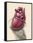 Posterior View of Human Heart on Photo of Blood Pressure Cuff-null-Framed Stretched Canvas
