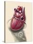 Posterior View of Human Heart on Photo of Blood Pressure Cuff-null-Stretched Canvas