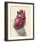 Posterior View of Human Heart on Photo of Blood Pressure Cuff-null-Framed Art Print