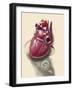 Posterior View of Human Heart on Photo of Blood Pressure Cuff-null-Framed Art Print