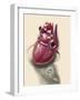 Posterior View of Human Heart on Photo of Blood Pressure Cuff-null-Framed Art Print