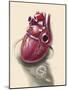 Posterior View of Human Heart on Photo of Blood Pressure Cuff-null-Mounted Art Print