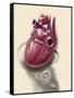 Posterior View of Human Heart on Photo of Blood Pressure Cuff-null-Framed Stretched Canvas