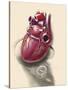 Posterior View of Human Heart on Photo of Blood Pressure Cuff-null-Stretched Canvas