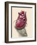 Posterior View of Human Heart on Photo of Blood Pressure Cuff-null-Framed Art Print