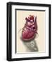 Posterior View of Human Heart on Photo of Blood Pressure Cuff-null-Framed Art Print