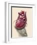 Posterior View of Human Heart on Photo of Blood Pressure Cuff-null-Framed Art Print