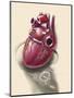 Posterior View of Human Heart on Photo of Blood Pressure Cuff-null-Mounted Art Print