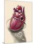 Posterior View of Human Heart on Photo of Blood Pressure Cuff-null-Mounted Art Print