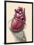 Posterior View of Human Heart on Photo of Blood Pressure Cuff-null-Framed Art Print