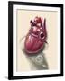 Posterior View of Human Heart on Photo of Blood Pressure Cuff-null-Framed Art Print