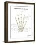 Posterior View of Left Hand, with Labels-Stocktrek Images-Framed Art Print