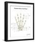 Posterior View of Left Hand, with Labels-Stocktrek Images-Framed Art Print