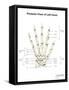 Posterior View of Left Hand, with Labels-Stocktrek Images-Framed Stretched Canvas