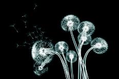 X-Ray Image of a Flower Isolated on Black , the Taraxacum Dandelion 3D Illustration-posteriori-Art Print