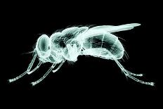 Xray Image of an Insect Isolated on Black with Clipping Path. 3D Illustration.-posteriori-Framed Art Print