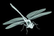 Xray Image of an Insect Isolated on Black with Clipping Path. 3D Illustration.-posteriori-Art Print