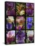 Posters of irises shot in Aquitaine province of France after a rain.-Mallorie Ostrowitz-Framed Stretched Canvas