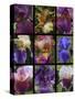 Posters of irises shot in Aquitaine province of France after a rain.-Mallorie Ostrowitz-Stretched Canvas