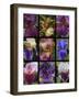 Posters of irises shot in Aquitaine province of France after a rain.-Mallorie Ostrowitz-Framed Photographic Print