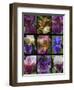 Posters of irises shot in Aquitaine province of France after a rain.-Mallorie Ostrowitz-Framed Photographic Print