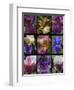 Posters of irises shot in Aquitaine province of France after a rain.-Mallorie Ostrowitz-Framed Photographic Print