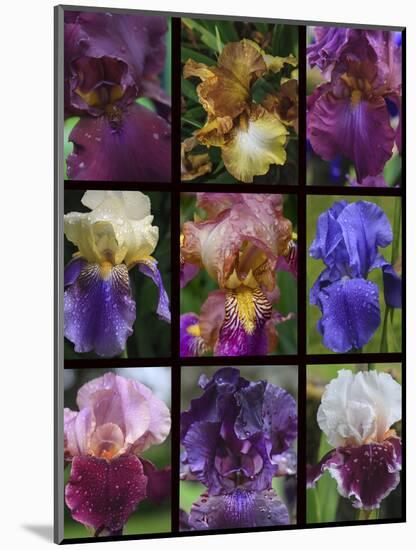 Posters of irises shot in Aquitaine province of France after a rain.-Mallorie Ostrowitz-Mounted Photographic Print