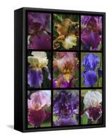 Posters of irises shot in Aquitaine province of France after a rain.-Mallorie Ostrowitz-Framed Stretched Canvas