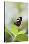 Postman Butterfly Sitting on Leaf-Gary Carter-Stretched Canvas