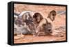 Postprandial African wild dog, Madikwe Game Reserve, South Africa, Africa-Tom Broadhurst-Framed Stretched Canvas