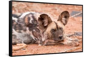 Postprandial African wild dog, Madikwe Game Reserve, South Africa, Africa-Tom Broadhurst-Framed Stretched Canvas