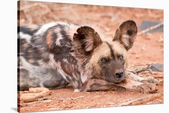 Postprandial African wild dog, Madikwe Game Reserve, South Africa, Africa-Tom Broadhurst-Stretched Canvas