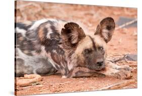 Postprandial African wild dog, Madikwe Game Reserve, South Africa, Africa-Tom Broadhurst-Stretched Canvas