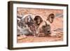 Postprandial African wild dog, Madikwe Game Reserve, South Africa, Africa-Tom Broadhurst-Framed Photographic Print