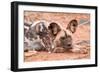 Postprandial African wild dog, Madikwe Game Reserve, South Africa, Africa-Tom Broadhurst-Framed Photographic Print