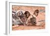 Postprandial African wild dog, Madikwe Game Reserve, South Africa, Africa-Tom Broadhurst-Framed Photographic Print