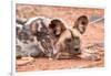 Postprandial African wild dog, Madikwe Game Reserve, South Africa, Africa-Tom Broadhurst-Framed Photographic Print