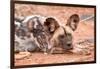 Postprandial African wild dog, Madikwe Game Reserve, South Africa, Africa-Tom Broadhurst-Framed Photographic Print