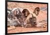 Postprandial African wild dog, Madikwe Game Reserve, South Africa, Africa-Tom Broadhurst-Framed Photographic Print