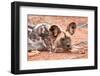 Postprandial African wild dog, Madikwe Game Reserve, South Africa, Africa-Tom Broadhurst-Framed Photographic Print