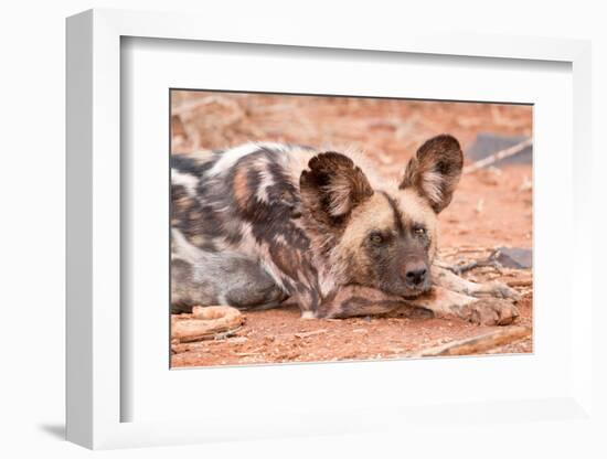 Postprandial African wild dog, Madikwe Game Reserve, South Africa, Africa-Tom Broadhurst-Framed Photographic Print