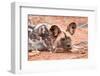 Postprandial African wild dog, Madikwe Game Reserve, South Africa, Africa-Tom Broadhurst-Framed Photographic Print