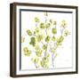 Posy Pop III-June Vess-Framed Art Print