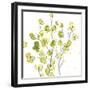 Posy Pop III-June Vess-Framed Art Print