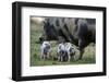 Pot-Bellied Pig, Piglets, Outside-Ronald Wittek-Framed Premium Photographic Print