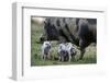 Pot-Bellied Pig, Piglets, Outside-Ronald Wittek-Framed Premium Photographic Print