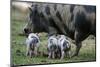 Pot-Bellied Pig, Piglets, Outside-Ronald Wittek-Mounted Premium Photographic Print