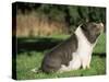 Pot Bellied Pig Sitting, USA-Lynn M. Stone-Stretched Canvas