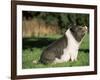 Pot Bellied Pig Sitting, USA-Lynn M. Stone-Framed Photographic Print