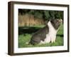 Pot Bellied Pig Sitting, USA-Lynn M. Stone-Framed Photographic Print